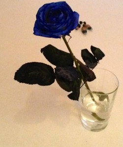 January in my kitchen. A refuge from political turmoil?