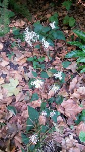 Meandering flora, Backstreet Passage bordering Chelsea College of Art